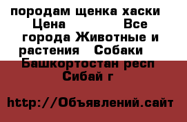 породам щенка хаски › Цена ­ 10 000 - Все города Животные и растения » Собаки   . Башкортостан респ.,Сибай г.